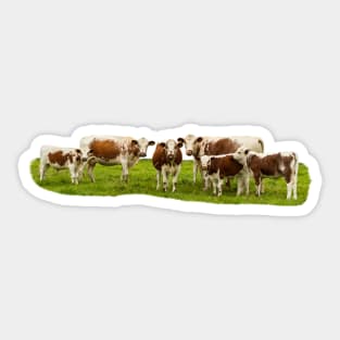 Irish Moiled Cows Sticker